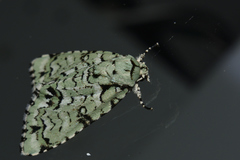 Chloronycta tybo