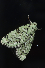 Chloronycta tybo