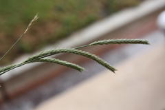 Hordeum stenostachys