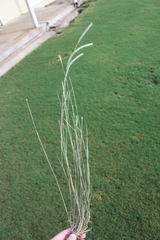 Hordeum stenostachys