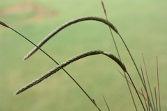 Hordeum stenostachys