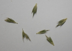 Hordeum stenostachys