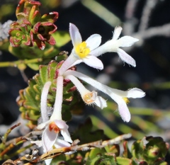 Gnidia tomentosa