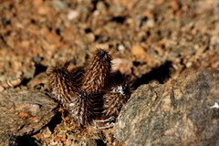 Acanthopsis disperma