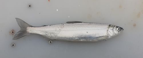 European cisco (Coregonus albula) — Salmonidae — 2
