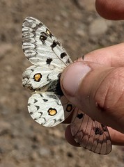 Parnassius behrii