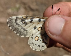Parnassius behrii