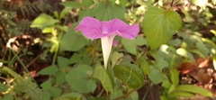 Ipomoea suffulta