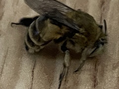Amegilla quadrifasciata