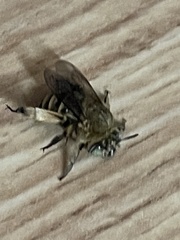 Amegilla quadrifasciata