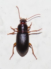 Metophonus