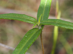 Helianthus schweinitzii