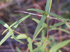 Helianthus schweinitzii