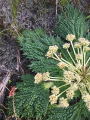 Arctopus echinatus