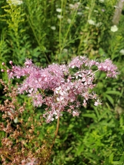 Filipendula rubra