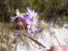 Heliophila linearis