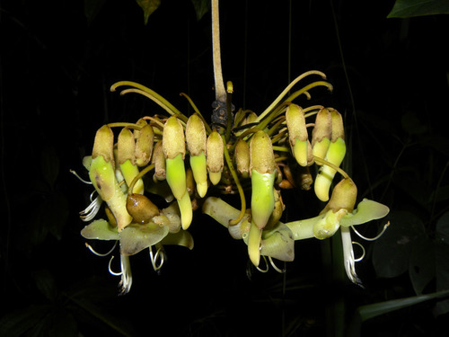 Mucuna holtonii