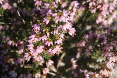 Erica interrupta