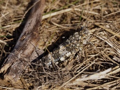 Acrotylus insubricus