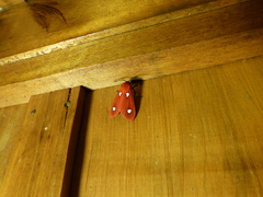 Hyperthaema perflammans