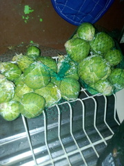 Brassica oleracea gemmifera