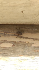 Larinioides ixobolus