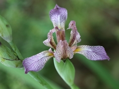 Iris variegata