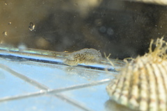 Dendrodoris grandiflora