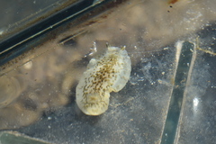Dendrodoris grandiflora
