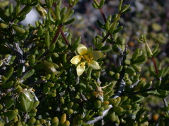 Roepera botulifolia