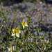 Roepera botulifolia - Photo (c) Dirk Uwe Bellstedt,  זכויות יוצרים חלקיות (CC BY-NC), הועלה על ידי Dirk Uwe Bellstedt