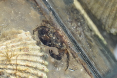 Pilumnus