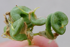 Medicago × varia