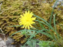 Hieracium porrifolium