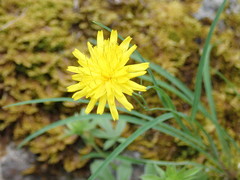 Hieracium porrifolium