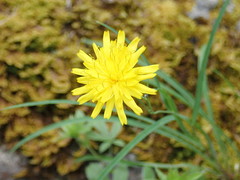 Hieracium porrifolium
