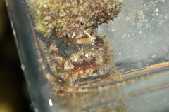 Pilumnus