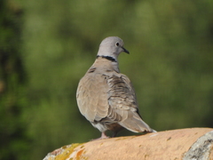Streptopelia decaocto
