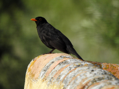 Turdus merula