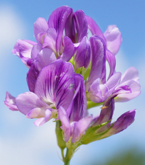 Medicago × varia
