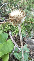 Aster alpinus tolmatschevii