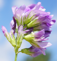 Medicago × varia