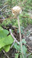 Aster alpinus tolmatschevii