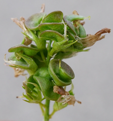 Medicago × varia