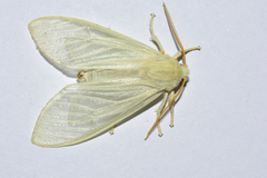 Amastus alba