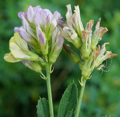 Medicago × varia
