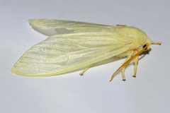 Amastus alba