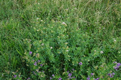 Medicago × varia