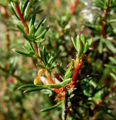 Cliffortia teretifolia