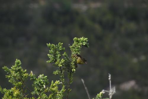 Crithagra totta